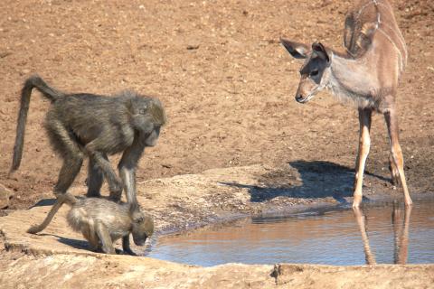 Chacma baboon with kudu