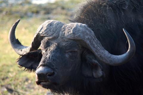 Buffalo