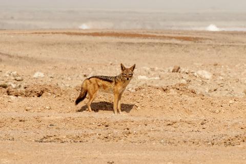 Black-backed jackal