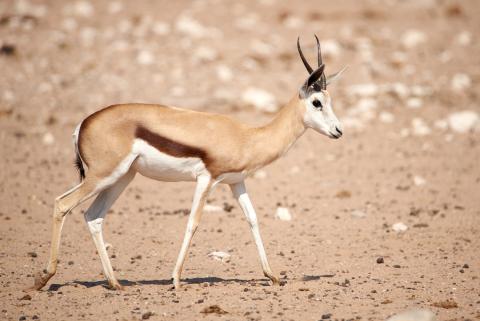 Springbok