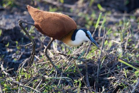 African jacana