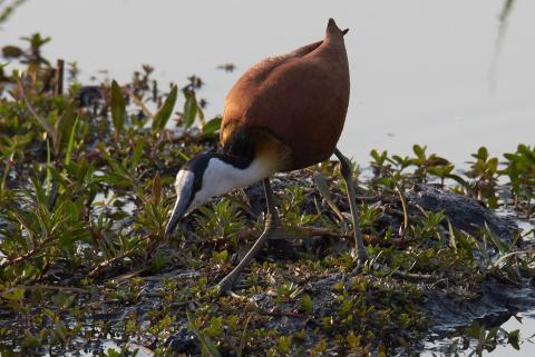 African jacana