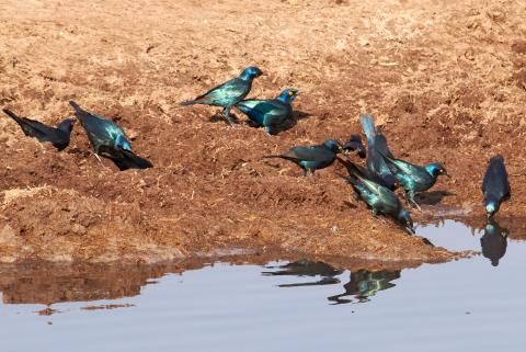 Cape Starling