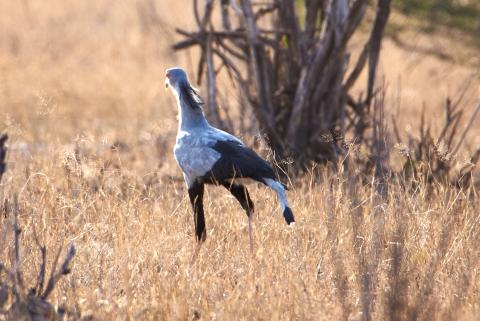 Secretary bird