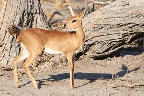 Impala