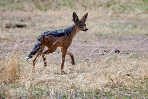 Black-backed jackal