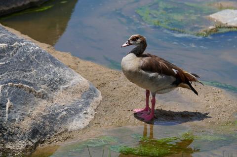 Egyptian goose