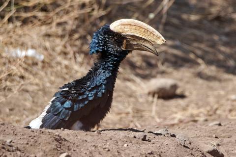 Silvery cheeked hornbill