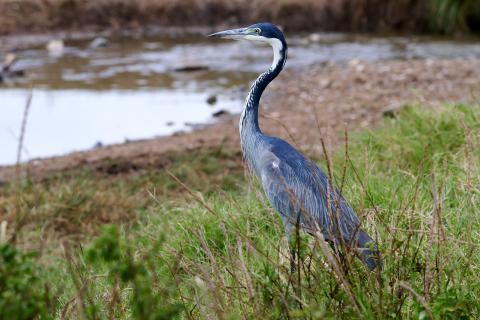 Grey heron