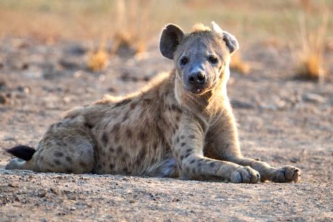 Hyena