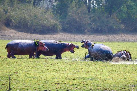 Hippos